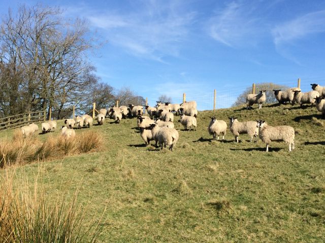 Maternity ward